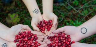 Eating cranberries improves memory and could prevent dementia Cranberries held in 3 hands