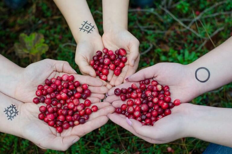 Cranberries held in 3 hands