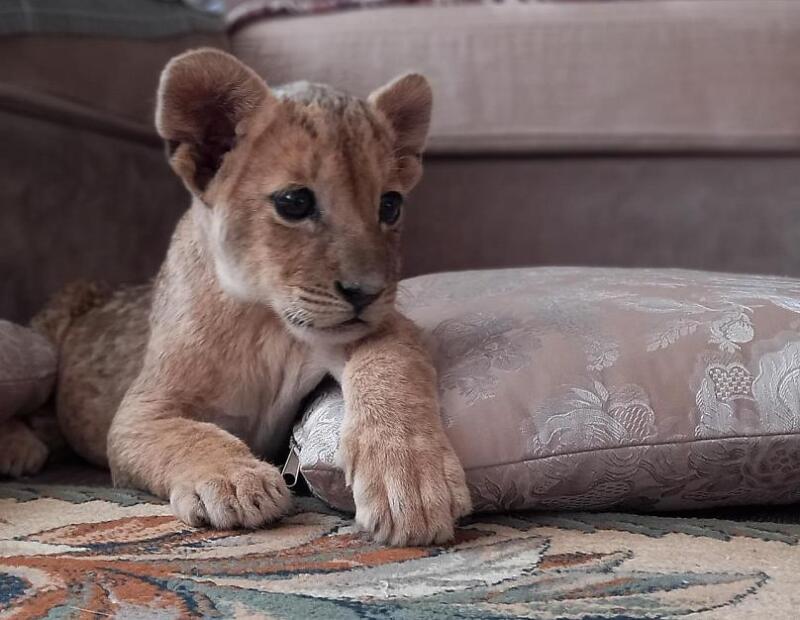 Meet Simba: Lion cub rescued from wildlife trade