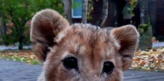 Meet Simba: Lion cub rescued from wildlife trade Baby lion named Simba