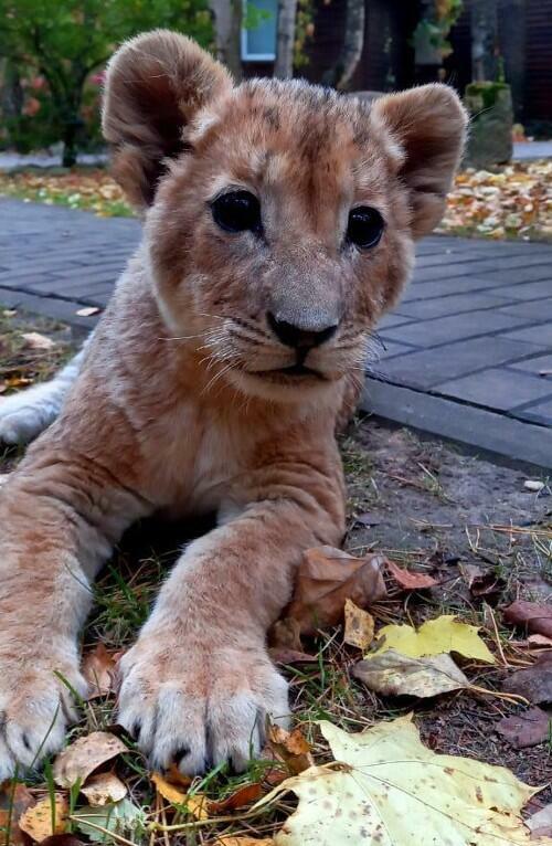 Baby lion named Simba