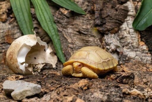 First of its kind albino tortoise is born