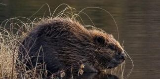 Beavers given legal protection in England