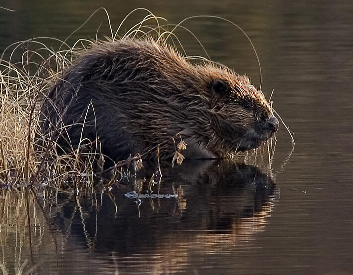 Beavers given legal protection in England
