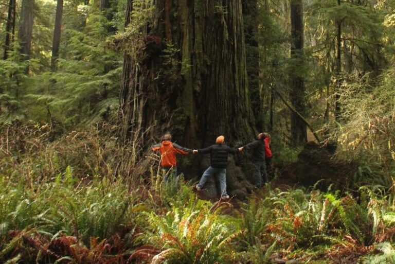 Cloning the world’s oldest trees to fight climate change