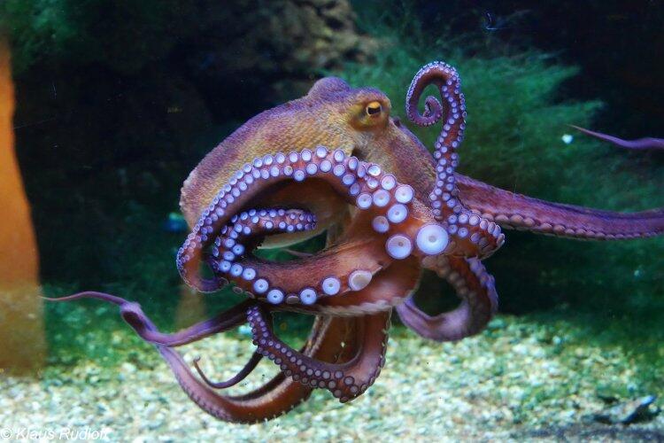 Octopuses share genes with humans that determine intelligence