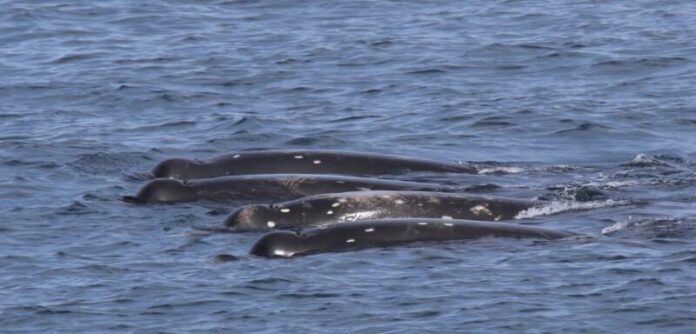 Photo of Sato’s beaked whale