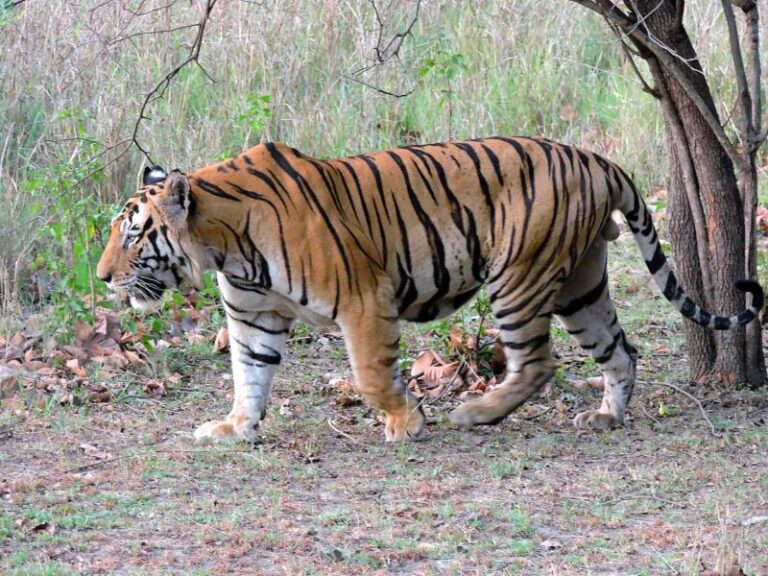 Nepal’s Tiger Population Triples in 13 Years