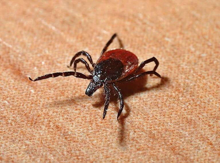 Vaccine For Lyme Disease In Its Final Clinical Trial
