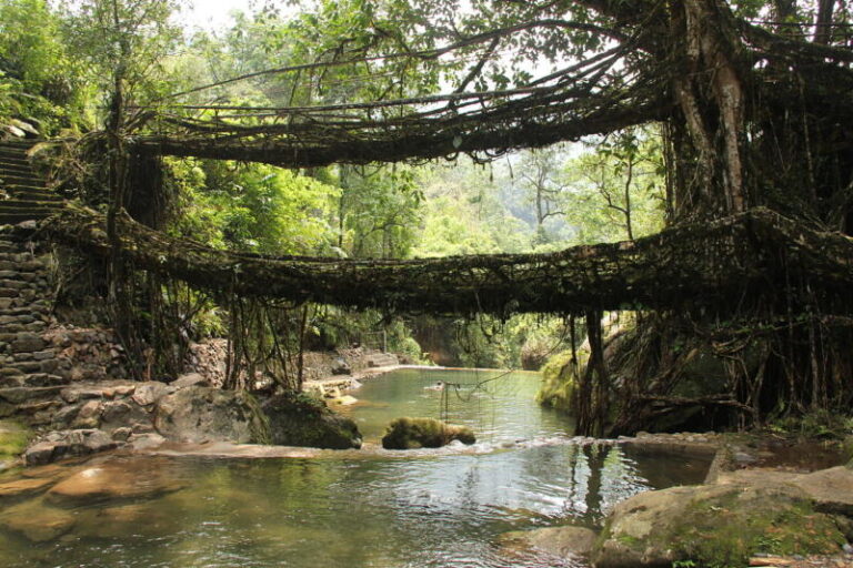 India Makes ‘Living Bridges’ Out of Trees