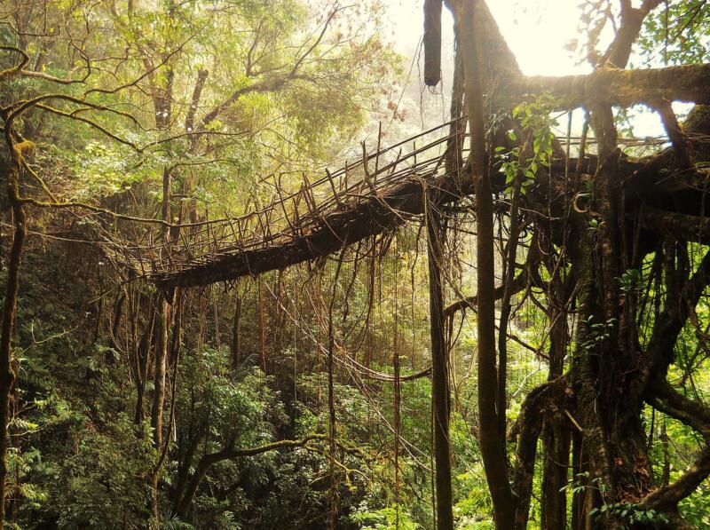 India Makes 'Living Bridges' Out of Trees