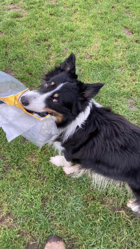Dog Recycling: Border Collie Finds and Collects Plastic