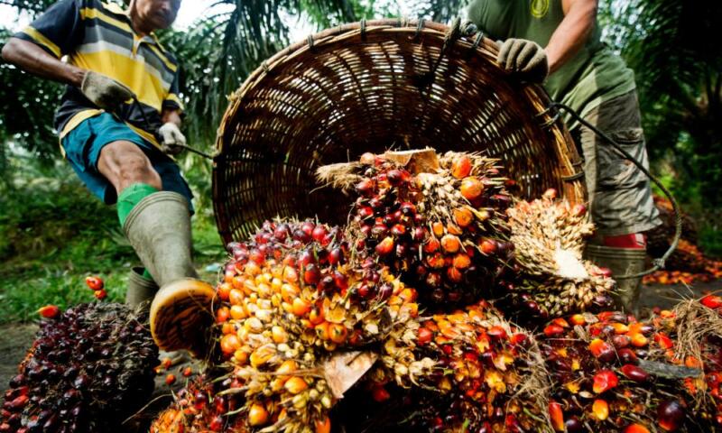 Lab-made alternatives developed to cut palm oil usage