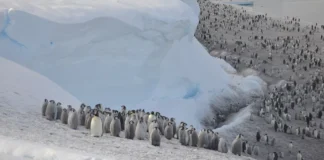 New Penguin Colony is Found- From Space!