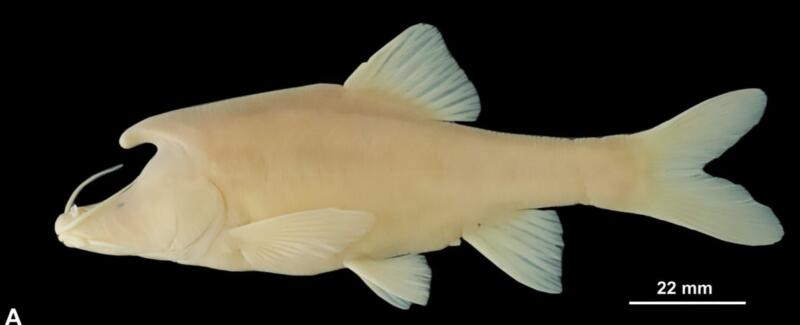 Blind 'Unicorn' Fish Accidentally Discovered in China