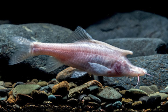 Picture shows a fish without pigment, and small eyes