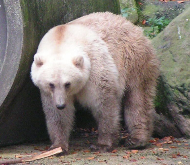 World Polar Bear Day: 10 facts you didn't know about polar bears