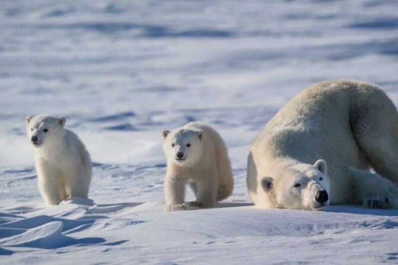 World Polar Bear Day: 10 facts you didn't know about polar bears