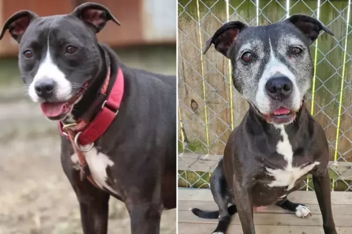 Image of Vanessa the pitbull, showing her as a younger and senior dog