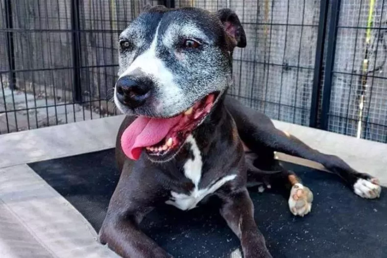 Shelter dog adopted after 11 years