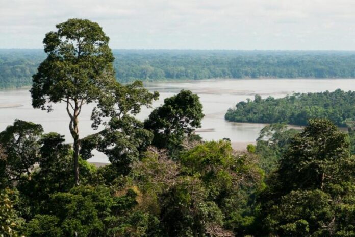 Image of Yasuni National Park, featuring a lot of trees, and huge body of water