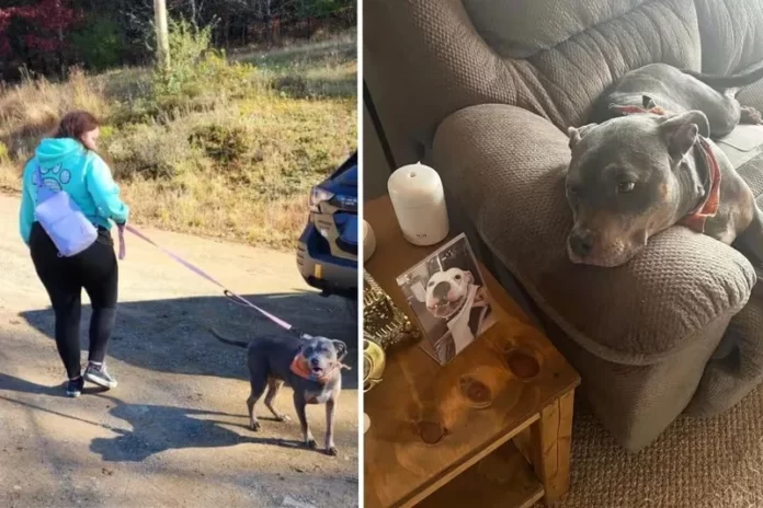 Rescue dog adopted after 7 years