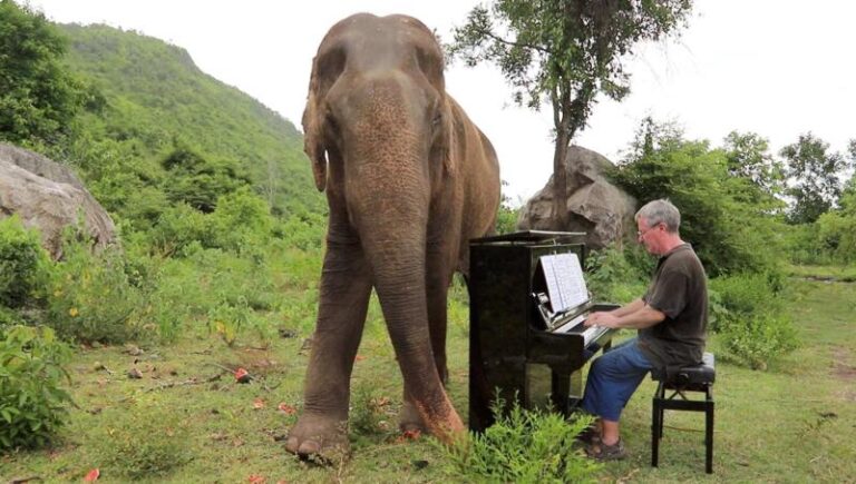 Man sits at a piano with an elephant behind the piano watching, set in Thai countryside.
