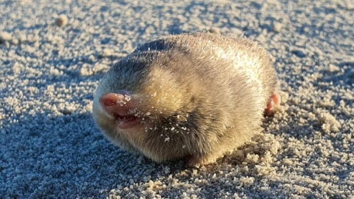 Photo of a golden mole, which is completely blind, with no eyes