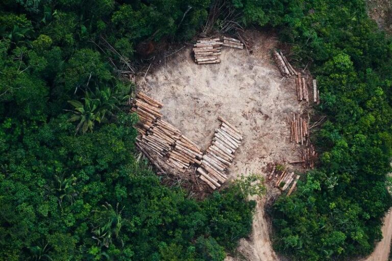 Amazon deforestation halved in 2023