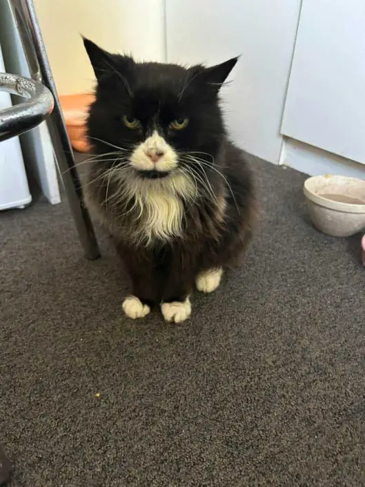 Missing cat reunited with family after 10 years