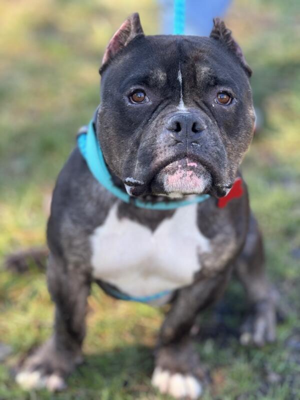 Image of Dave the rescued American Bully