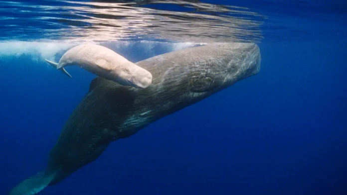 Sperm whale - Source: Pixabay