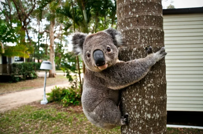 NSW Establishes Great Koala National Park.